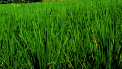 Green paddy dance in the field Video stock 230211968