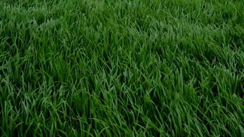 Green paddy dance Video stock 230212374