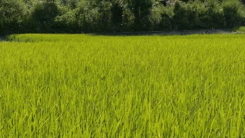 Green paddy farm with dragonfly Stock Footage 97112492