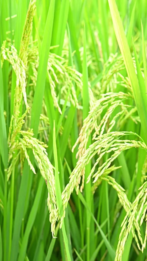 Green paddy on field close up at vertical composition Stock Footage 246480060
