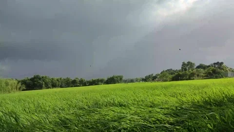 Green paddy field dancing with wild wind. Beautiful paddy field 4K video with Video stock 220900215