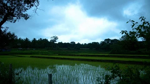 Green Paddy Field 動画素材 117167397