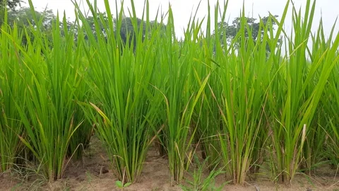 Green Paddy field. Stock Footage 150089249