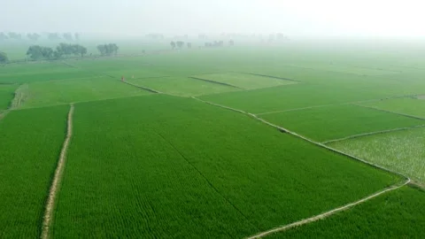 Green paddy field Stock Footage 241310404