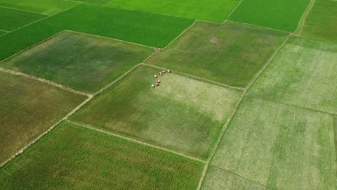Green paddy field Stock Footage 241310473