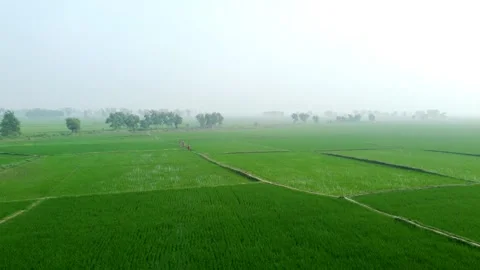 Green paddy field. Stock Footage 241310475