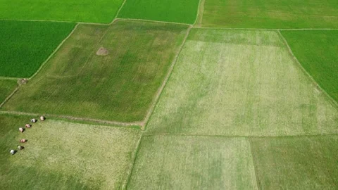 Green paddy field Stock Footage 241311892