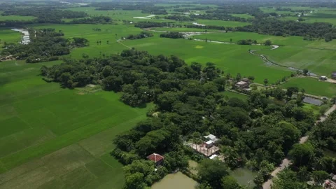 Green paddy field Stock Footage 252013547