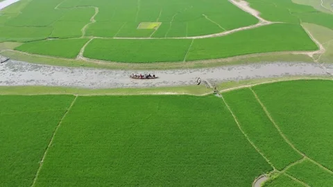 Green paddy field Stock Footage 262079512