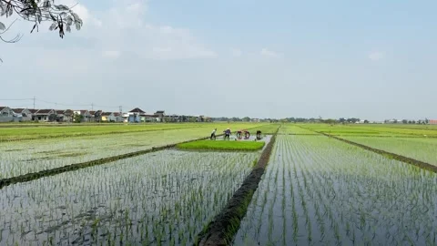 Green paddy field 動画素材 274616253