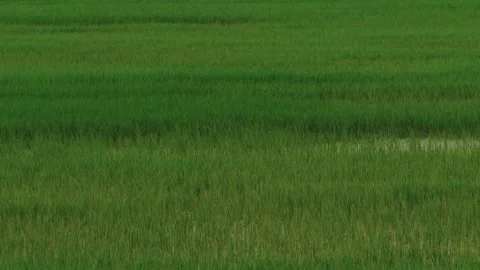 Green paddy field Stock Footage 311167883