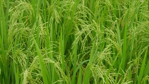 Green paddy field moving by the wind Stock Footage 156427642