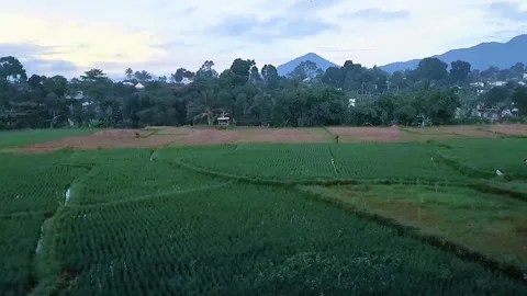 Green Paddy Field Panorama Stock Footage 329088029