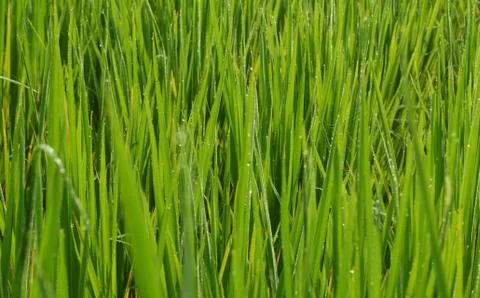 Green paddy field Stock Photos