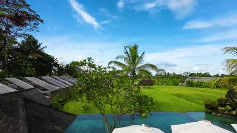 Green paddy field by the pool with coconut tree Stock Footage 237852496