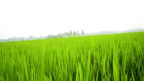 Green paddy field side view Stock Footage 293516407