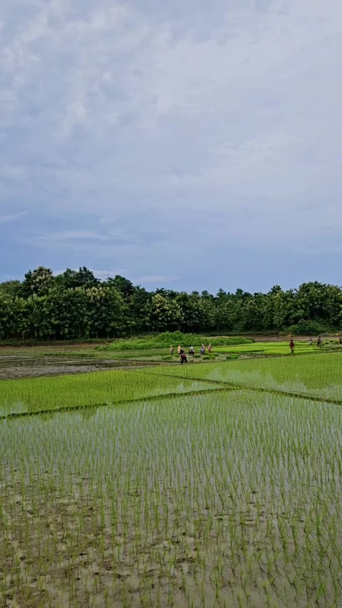 Green Paddy Field Under a Dramatic Cloudy Sky | Peaceful Nature 4K Stock Footage 340581941