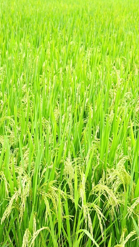 Green paddy on field at vertical composition Stock Footage 250300010