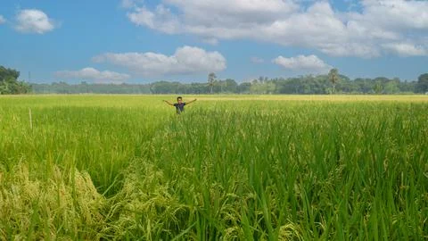 Green paddy fields across the blue sky. The village of Bangladesh is the na.. Foto stock