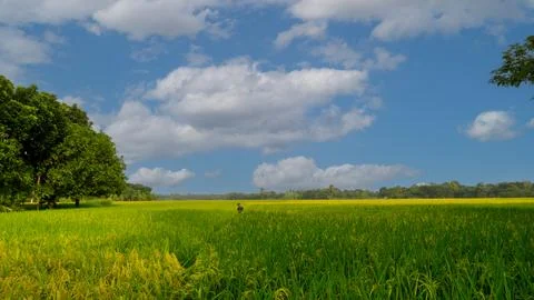 Green paddy fields across the blue sky. The village of Bangladesh is the na.. Stock Photos