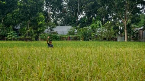 Green paddy fields across the blue sky. The village of Bangladesh is the na.. Stock Photos