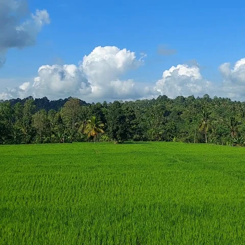 Green Paddy Fields and Lush Tropical Trees Under Blue Morning Sky Vídeos de archivo 343479933