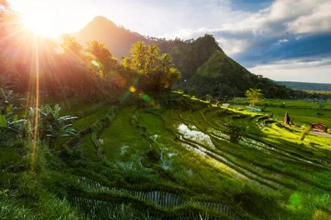 Green paddy fields and mountain. Famous rice terraces in Bali, Indonesia Stock Photos