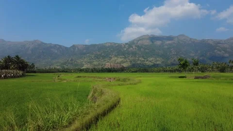 Green paddy fields and western ghats mountain range, Kanyakumari, Tamil Nadu Stock Footage 230025693