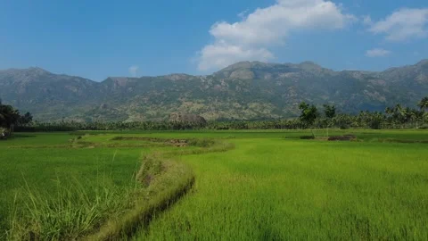 Green paddy fields and western ghats mountain range, Kanyakumari, Tamil Nadu Stock Footage 230025779