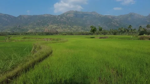 Green paddy fields and western ghats mountain range, Kanyakumari, Tamil Nadu Stock Footage 230025844