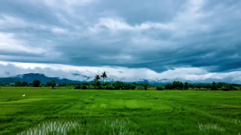 Green paddy fields during the morning with rain clouds Stock Footage 250581391