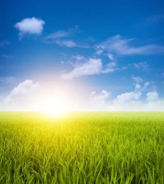 Green paddy fields landscape Stock Photos