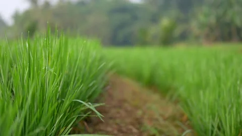 Green paddy fields in the morning with soft blurred bokeh, agricultural concept. Vidéo 341102458