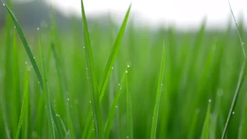 Green paddy fields in the morning with soft blurred bokeh, agricultural concept. 스톡 동영상 341102650