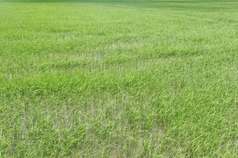Green Paddy fields. Stock Photos