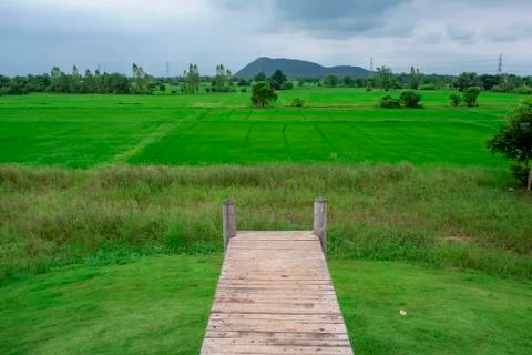 Green paddy fields Stock Photos