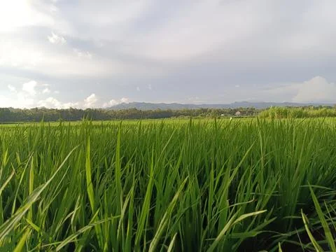 Green Paddy Fields 스톡 사진