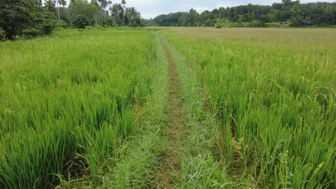 Green Paddy fields, rice farming, Kerala Stock Footage 205424341