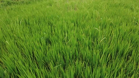 Green Paddy fields, rice farming, Kerala Stock Footage 205424980