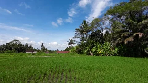 Green paddy fields with some trees and a clear blue sky Stock Footage 237852467