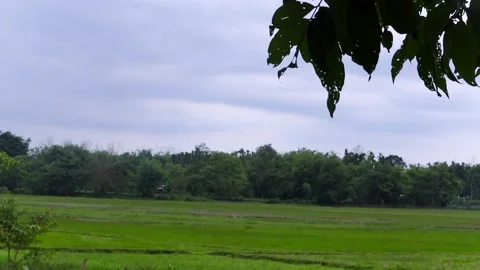 Green paddy fields under dramatic monsoon clouds Stock Footage 336533041