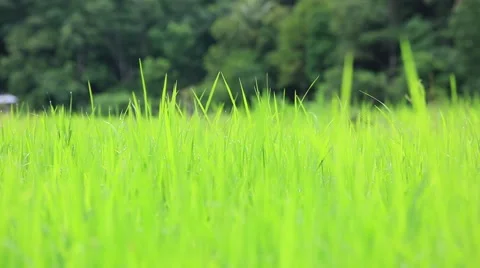 Green of Paddy Video stock 63682985