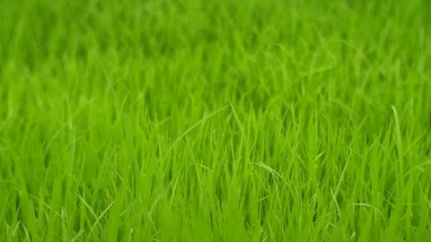 Green Paddy Stock Footage 224216845