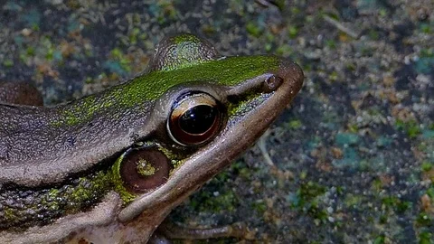 Green paddy frog. Video stock 75394192