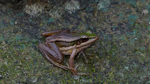 Green paddy frog in nature. Video stock 74807704