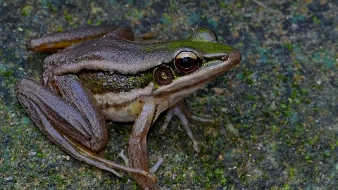 Green paddy frog on rock. Stock Footage 74958789