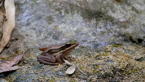 Green paddy frog on rock. Stock Footage 84315160