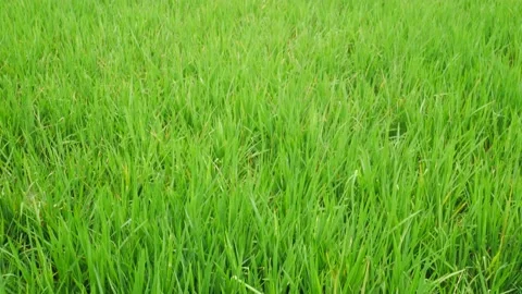 Green Paddy, Nature background. Stock Footage 165353865