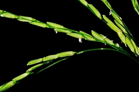 Green paddy Stock-Fotos