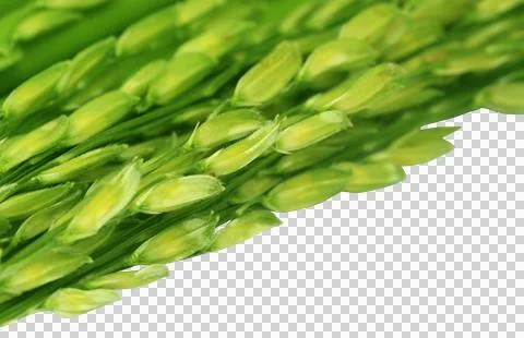 Green paddy Stock Photos